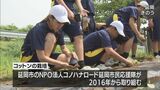 地元の産業を学ぶ　延岡市の中学生がコットンを植え付け　|　MRTニュース ｜ ＭＲＴ宮崎放送