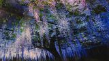 まるでオーロラのような写真も写真展「かごしま星空物語」 | 鹿児島のニュース|MBC NEWS|南日本放送