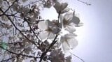 受験生の皆さん春には満開の桜を!!大学入学共通テストの日は寒さ緩み比較的穏やかな天気に【大雪と雨のシミュレーション 16日まで】|TBS NEWS DIG