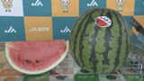 「暑い夏を乗り切って」　シャリっとした食感と強い甘み「金沢すいか」が初出荷　|　石川県のニュース｜MRO北陸放送