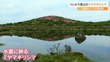 「ミヤマキリシマが見ごろ」 山はだを染める“ピンクの花びら” 大分・くじゅう連山 | 大分のニュース|OBS NEWS|大分放送