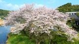 「亡き夫を思う三本桜」鹿児島市川田【亀ちゃんのかごしま撮った！】|TBS NEWS DIG