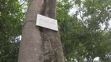 岡山空襲の炎を浴びながらも生き残った2本のエノキ 岡山市が説明の看板を設置「後世に残していきたい」 |TBS NEWS DIG
