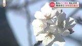 【花見の予定はいつ？サクラ名所の満開予想2023】サクラの開花を発表　今年初めての「夏日」も観測　記録的な暑さに　|　熊本のニュース｜RKK NEWS｜RKK熊本放送