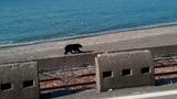 クマが砂浜疾走も 後を絶たないクマ出没「恐怖感がすごかった」襲われた夫婦が状況を語る | 青森のニュース│ATV NEWS│青森テレビ