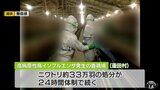 蓬田村で発生した鳥インフルエンザ 処分進ちょく率81%・28日に完了見通し 青森県|TBS NEWS DIG