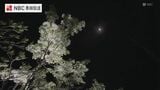 国の天然記念物「ヒトツバタゴ」夜間ライトアップも実施　“国内最大の自生地”で見ごろ迎える【長崎・対馬市】|TBS NEWS DIG