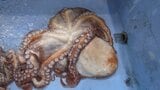 地元の小学生たちが魚市場を見学し、水産の仕事を学ぶ 岩手・宮古市|TBS NEWS DIG