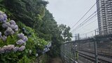 【速報】倒木が走行中の電車に接触 一時運転見合わせの湘南新宿ラインが午後7時05分に運転再開 JR東日本|TBS NEWS DIG