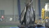 シーズン到来!境港でクロマグロの初水揚げ 去年より4日早く|TBS NEWS DIG