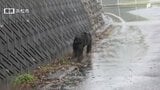 クマ目撃情報「道路を歩いているクマが…」浜松市浜名区で住民から市に連絡 猟友会などが警戒＝静岡　|　静岡のニュース | SBSNEWS | 静岡放送