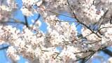 太さ6メートル、高さ20メートル 樹齢450年以上とされるエドヒガンザクラが見ごろ 「安富桜」で親しまれる 長野・飯田市|TBS NEWS DIG