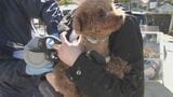 狂犬病予防接種、大分市で「集合注射」始まる 法律で義務も接種率は7割程度 | 大分のニュース|OBS NEWS|大分放送