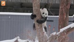 大雪でもへっちゃら！パンダが雪遊び　アメリカ北東部に冬の嵐　複数の州で「非常事態宣言」| TBS CROSS DIG with Bloomberg