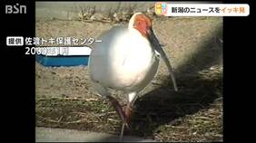 23日から自力でエサ取れず 日本初人工ふ化トキのユウユウ死ぬ　新潟県佐渡市|TBS NEWS DIG