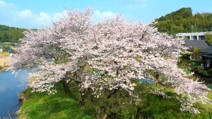 亡き夫を思う三本桜」鹿児島市川田【亀ちゃんのかごしま撮った