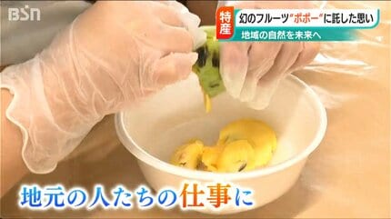 どういう味？と聞かれると…」“幻のフルーツ”ポポーに魅せられて 故郷の