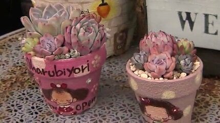 趣味が高じて専門店をオープン！多肉植物のある暮らし 初心者に