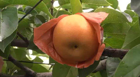 何と！日持ちは驚きの「クリスマスまで！」南信州の秋の味覚「南水」収穫始まる…味が良い、糖度が14～15度、肌もすごくきれい！最大の特長は「常温で1か月、冷蔵庫で3か月は持ちます…！」　|　SBC NEWS | 長野のニュース | SBC信越放送