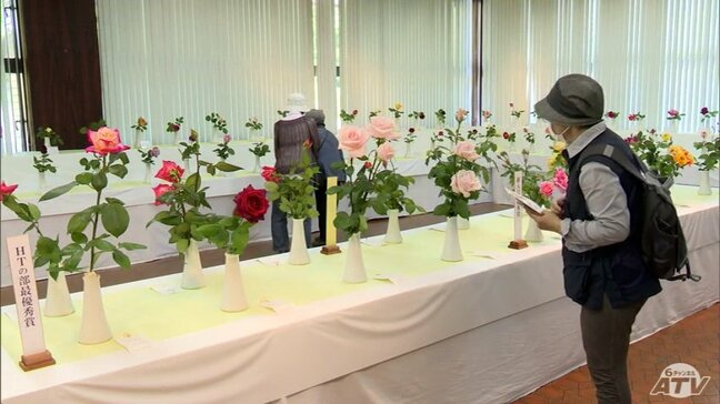 八戸公園で「春のバラ展」　愛好家が丹精込めて育てた約１００点が展示　青森県|TBS NEWS DIG