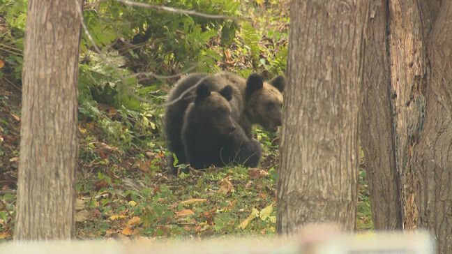 速報 札幌市西区の西野すみれ公園にまたヒグマ出没 23日は子グマ2頭が居座り「緊急銃猟」の準備も 付近の住民に近づかないよう呼びかけ|TBS NEWS DIG