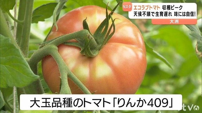 「エコラブトマト」収穫ピーク 冬の寒さなどの影響で生育遅れ でも味は自信！|TBS NEWS DIG