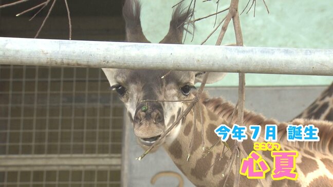 生まれたばかりの「心夏」も見納め 熊本市動植物園ゾウやキリンと“しばしの別れ” 11月5日から観覧不可に|TBS NEWS DIG