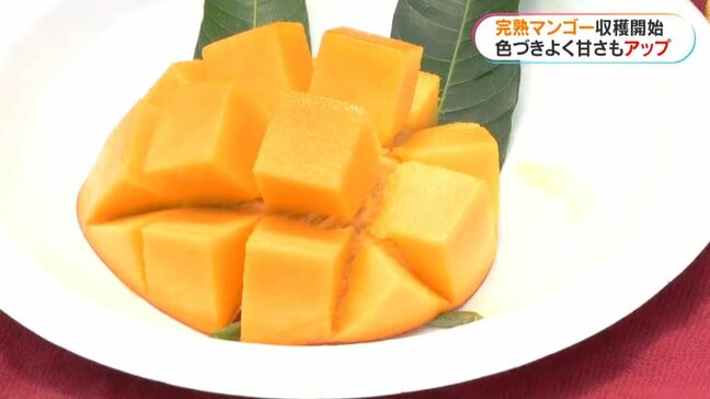 マンゴーの収穫ピーク1か月遅れ…去年の高温で「近年にない良いものを収穫」 鹿児島・大崎町|TBS NEWS DIG