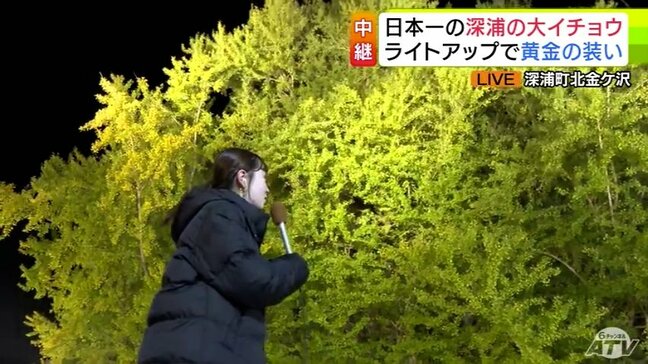 日本一の大イチョウ『ビッグイエロー』夜に咲く黄金色　ライトアップでより幻想的に輝く1000年の風格「画角に入らなくて写真を撮りきれなかったです」「スケールが違いすぎ」|TBS NEWS DIG