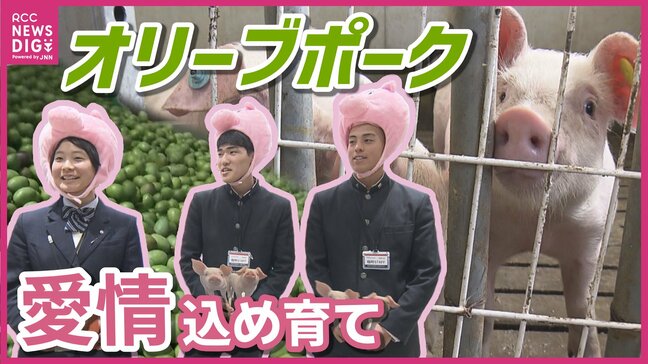 農業高校と企業のコラボメニュー「オリーブポークシチュー」お披露目 “オリーブの島”の廃棄資源をエサに活用 豚肉の最高ランク「極上」の獲得も|TBS NEWS DIG