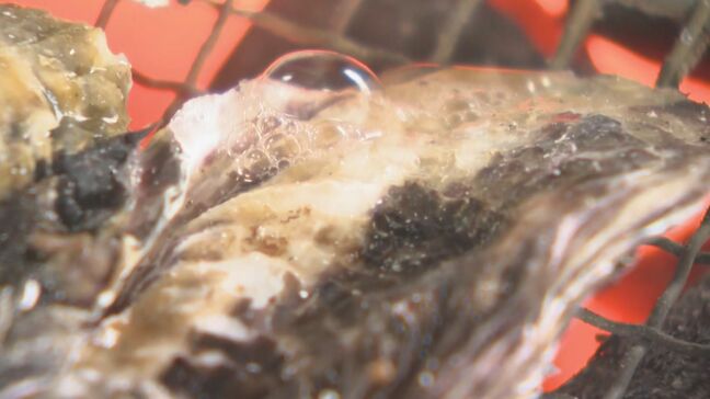 旬の海の幸「能登かき」 おまたせ! 石川・七尾市の浜焼き店が営業再開|TBS NEWS DIG