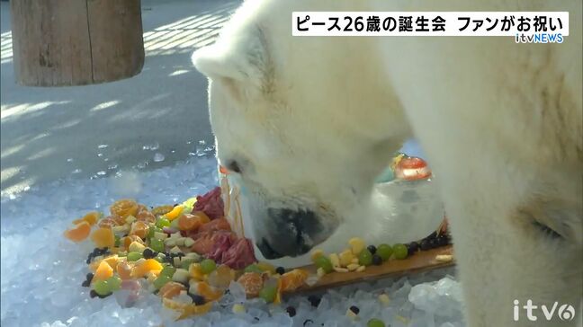 ホッキョクグマ「ピース」26歳　誕生会　多くのファンで賑わう   愛媛・とべ動物園|TBS NEWS DIG