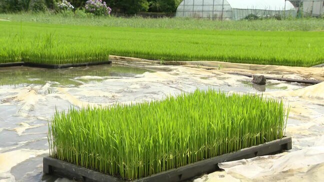 コメ不足解消に期待　暑さに強い「ひなたまる」まもなく田植え　「病気に強く品質が抜群、収量も良い、そして作りやすい」佐賀県の農家で|TBS NEWS DIG