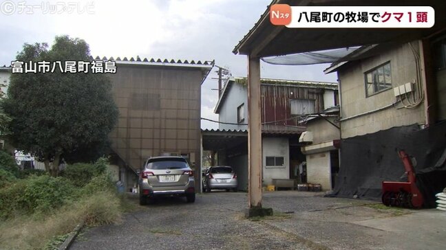 富山市八尾町の牧場にクマ1頭　緊急銃猟の態勢とるもその後解除　南砺市ではメスの成獣1頭が駆除|TBS NEWS DIG