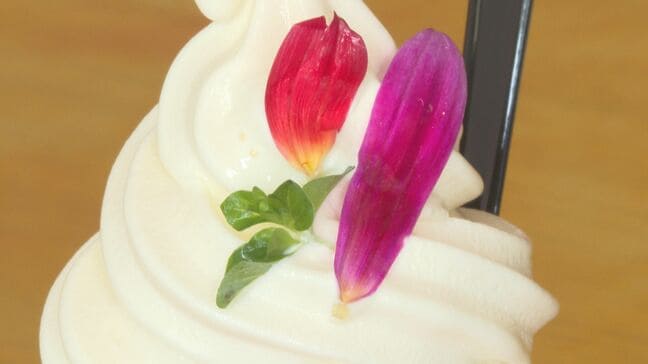 猛暑を癒す“絶品”ご当地ソフト 「かき氷×花」の個性派スイーツや糖度抜群「丸ごとスイートコーン」も|TBS NEWS DIG