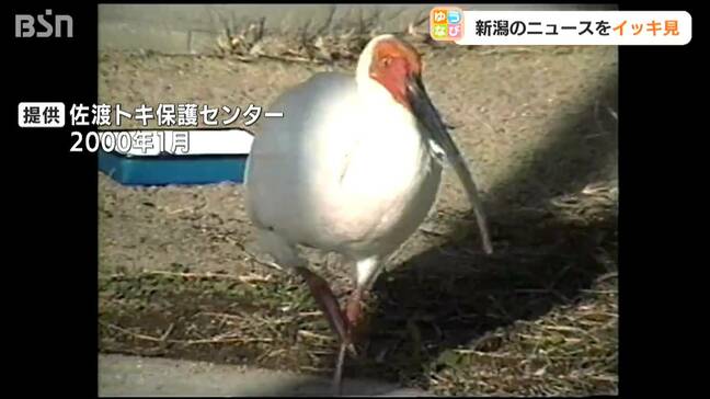 23日から自力でエサ取れず 日本初人工ふ化トキのユウユウ死ぬ　新潟県佐渡市|TBS NEWS DIG