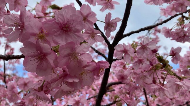 津久見市で一足早い春を告げる「河津桜まつり」始まる　大分|TBS NEWS DIG