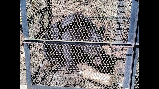 リンゴ園に出没した体長1・1メートルのツキノワグマ1頭を捕獲 地区では3週間あまりで12頭捕獲 前日に目撃されたクマと同一の可能性が高い 青森県黒石市|TBS NEWS DIG