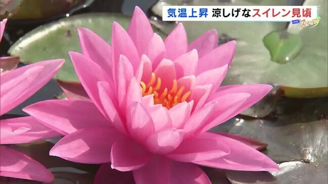 池一面にピンク色の花が…1万輪のスイレン見頃 本宮市の観光庭園「蛇の鼻」 福島|TBS NEWS DIG
