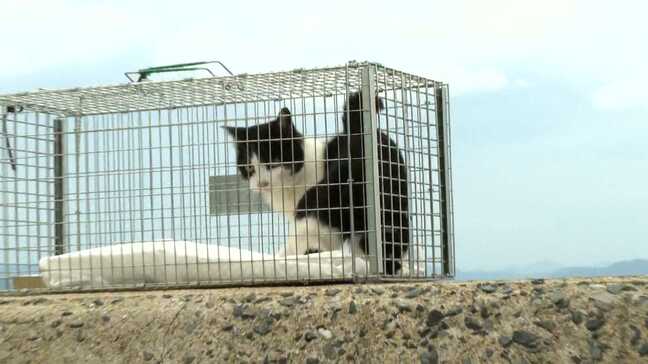 「一代限りの命をかわいがってもらえれば」ネコの島「姫島」でネコたちに大規模な不妊去勢手術　過剰繁殖で島民の生活に被害も|TBS NEWS DIG