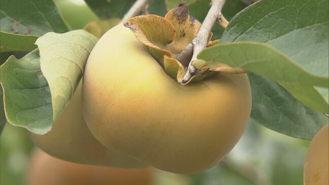 カメムシ少なく“良い次郎柿”に シャキシャキとした歯ごたえとコクのある甘さが特徴 小玉傾向でも糖度が高く 愛知･豊橋市で出荷最盛期|TBS NEWS DIG