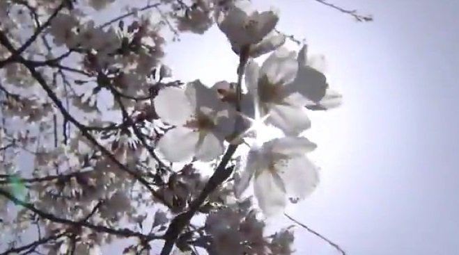 受験生の皆さん春には満開の桜を！！大学入学共通テストの日は寒さ緩み比較的穏やかな天気に【大雪と雨のシミュレーション 16日まで】|TBS NEWS DIG