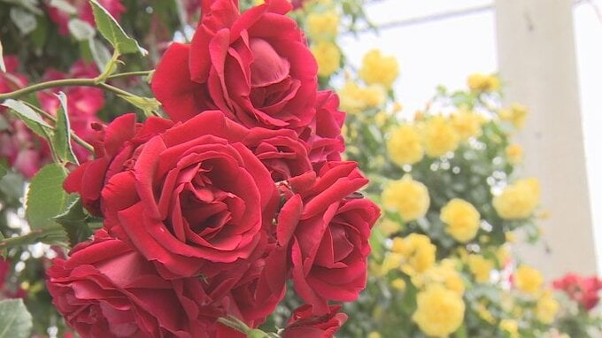 130種類、約440本！　TDK名物のバラが早くも見頃　4年ぶりローズフェスタも開催へ　|　山梨のニュース | ＵＴＹテレビ山梨
