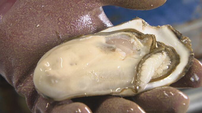 アプリで海を管理！？カキ養殖×デジタル技術 50歳でIT導入も…「お金持ちになりたいので(笑)」　|　愛媛のニュース - Nスタえひめ｜あいテレビは6チャンネル