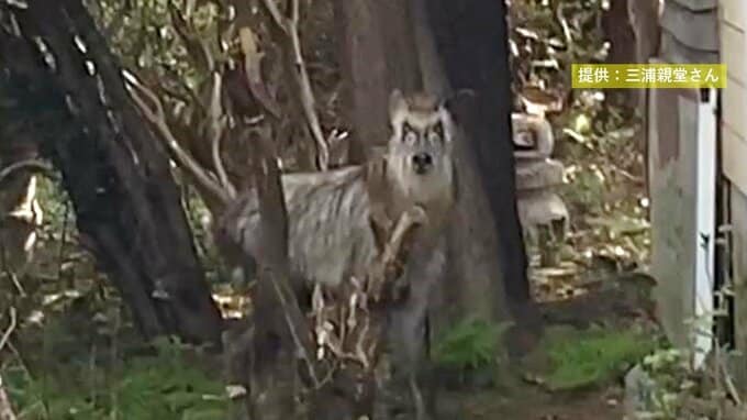 “幻の動物”出没で捕獲作戦！　国道102号沿いに「国の特別天然記念物」ニホンカモシカで“大捕り物”の末…　通報者は「軽やかですごかった…」　|　青森のニュース│ATV NEWS│青森テレビ