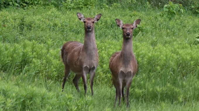 名古屋城のお堀で暮らすシカの｢やまむらちゃん｣死ぬ 推定年齢12歳以上 7月半ばから体調不良 母親とみられる｢もみじちゃん｣は元気に暮らす|TBS NEWS DIG