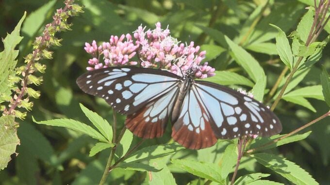 旅するチョウと呼ばれる「アサギマダラ」飛来　山口県下関市　|　山口のニュース・天気・防災｜tys NEWS｜ｔｙｓテレビ山口