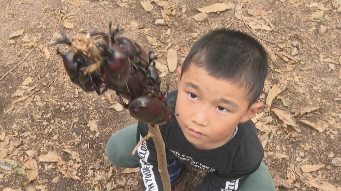 カブトムシ300匹放し飼い！“むつみ昆虫王国”夏休みの子どもたちが夢中に　|　山口のニュース・天気・防災｜tys NEWS｜ｔｙｓテレビ山口
