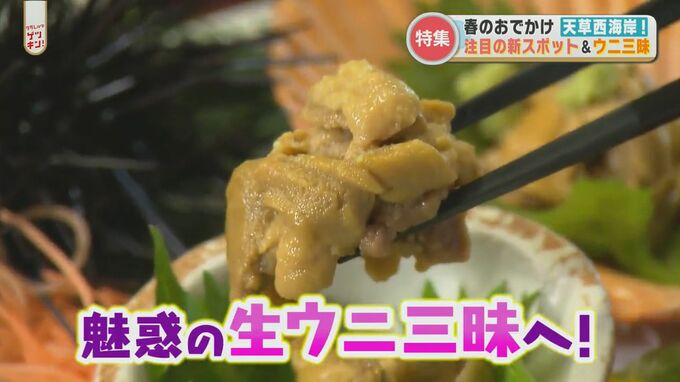 お出かけにいかが？ウニ三昧に話題のスポット　春の天草西海岸めぐり　|　熊本のニュース｜RKK NEWS｜RKK熊本放送