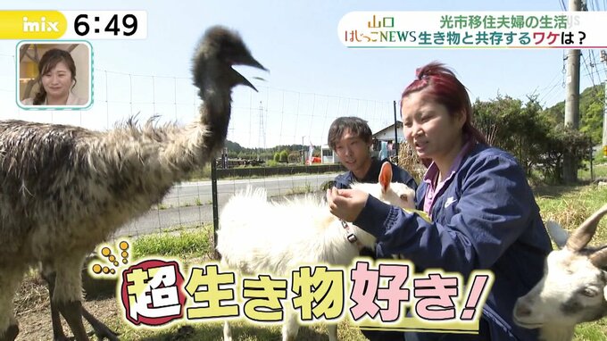 「覚悟してください！」そう言われて自宅に行くと…イノシシ・ネコ・シロヘビ・ヤギ・ニワトリ・エミューも！動物大好き移住夫婦の夢とは？　|　山口のニュース・天気・防災｜tys NEWS｜ｔｙｓテレビ山口